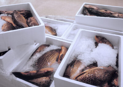 The Importance of Absorbent Pads in the Seafood Supply Chain